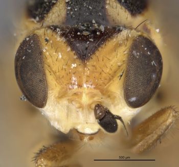 Media type: image;   Entomology 13365 Aspect: head frontal view